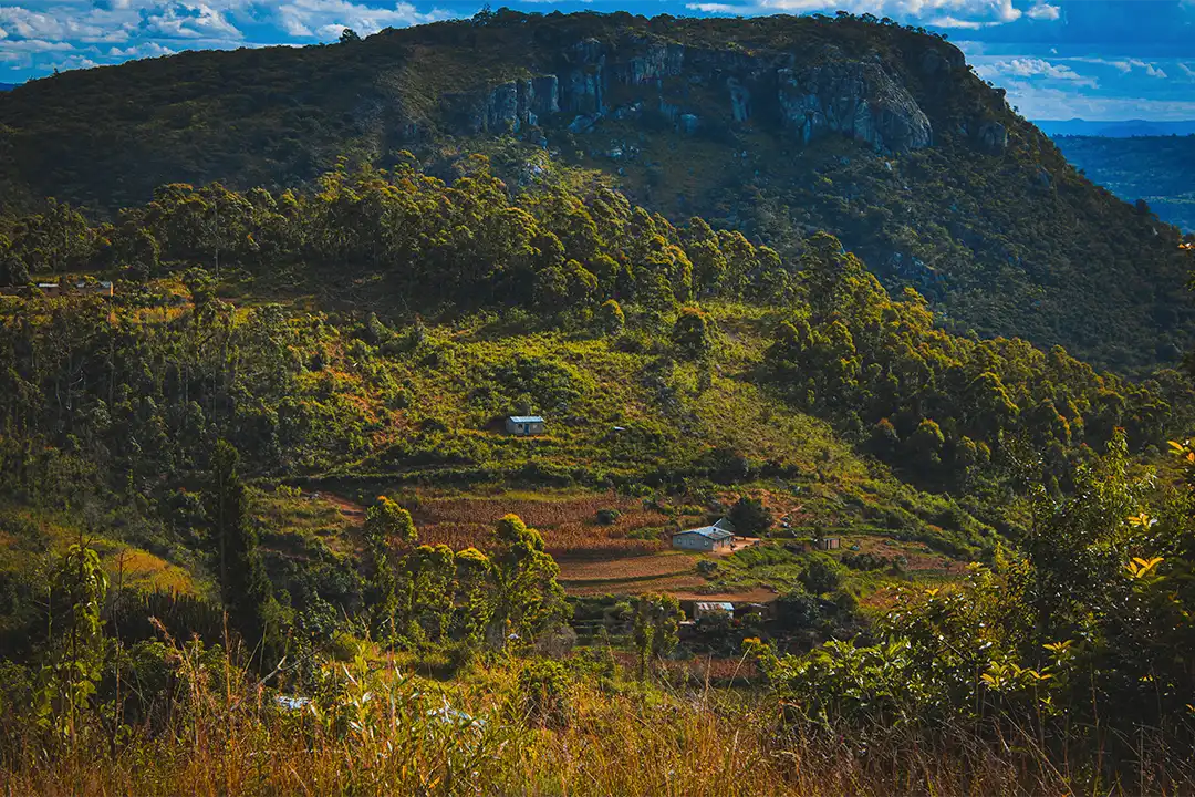 A lush green pasture in Africa, created through reforestation