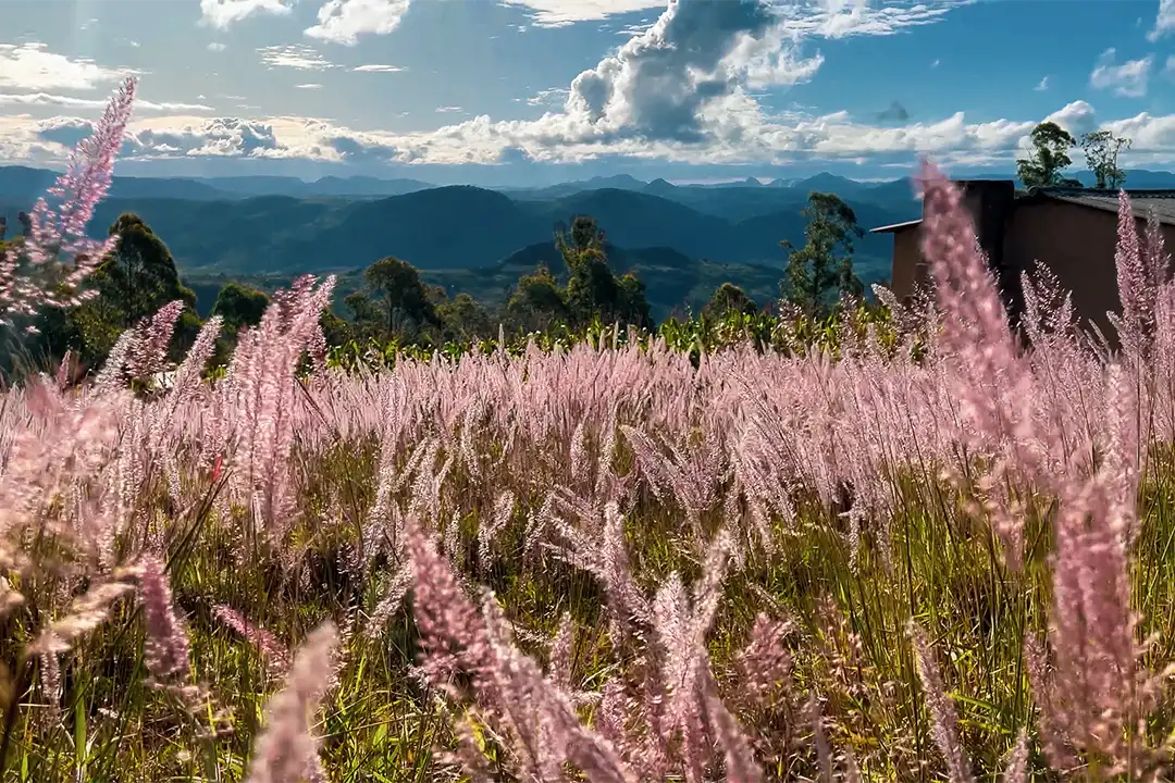 A landscape photo of rolling mountains in Africa. The foreground shows a bright pink grass, with the middleground being tall green trees, and the background blue mountains